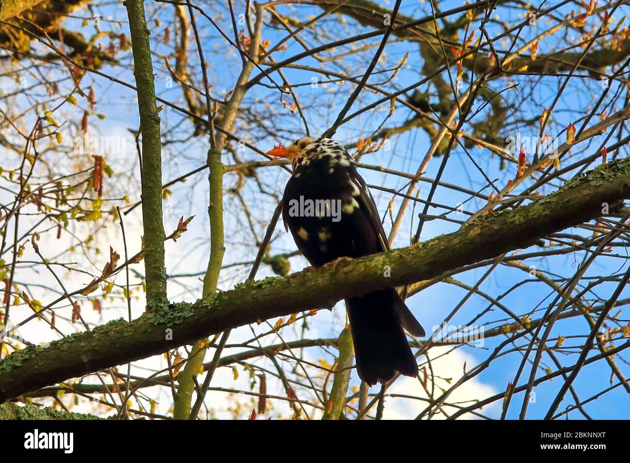 Il Turdus merula leucatista, il merlo eurasiatico o il merlo comune, maschio, arroccato su un ramo di albero. Finlandia. Maggio 2020. Foto Stock