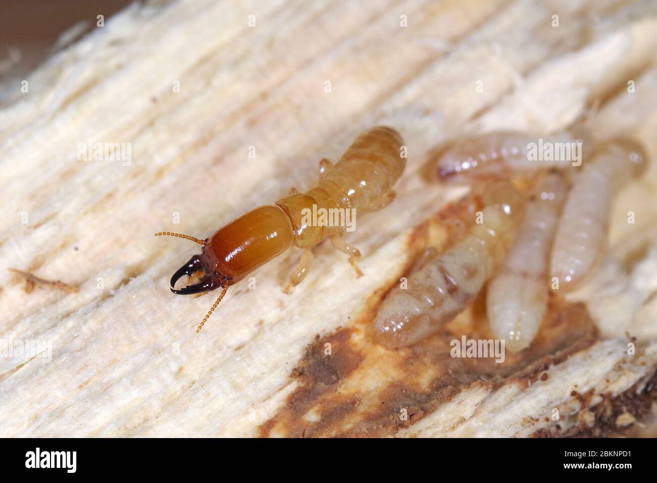 Yellownecked dry-legno termite (Kalotermes flavicollis), una peste seria nei paesi del Mediterraneo Foto Stock