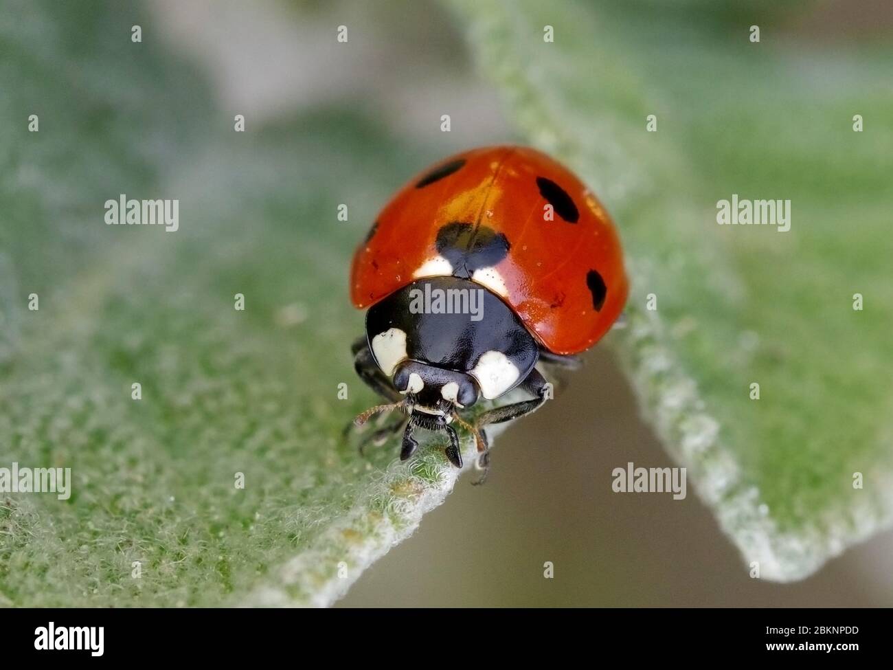 Sette-spot coccinella, Coccinella septempunctata Foto Stock