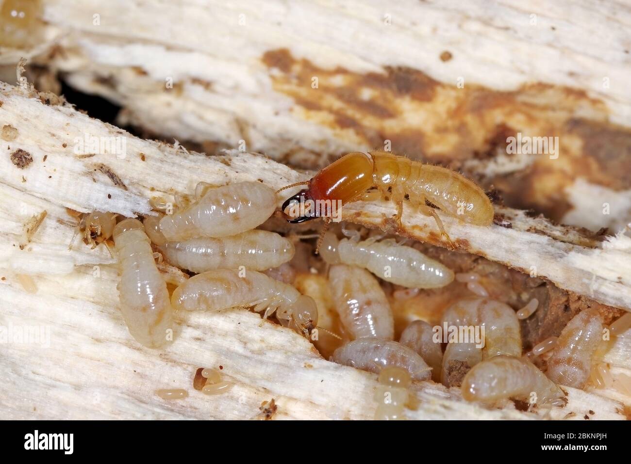 Yellownecked dry-legno termite (Kalotermes flavicollis), una peste seria nei paesi del Mediterraneo Foto Stock