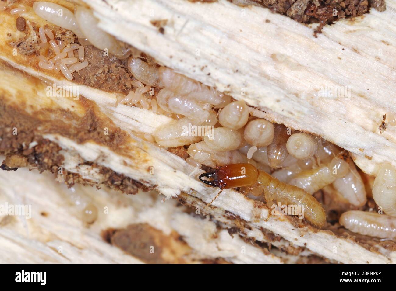 Yellownecked dry-legno termite (Kalotermes flavicollis), una peste seria nei paesi del Mediterraneo Foto Stock