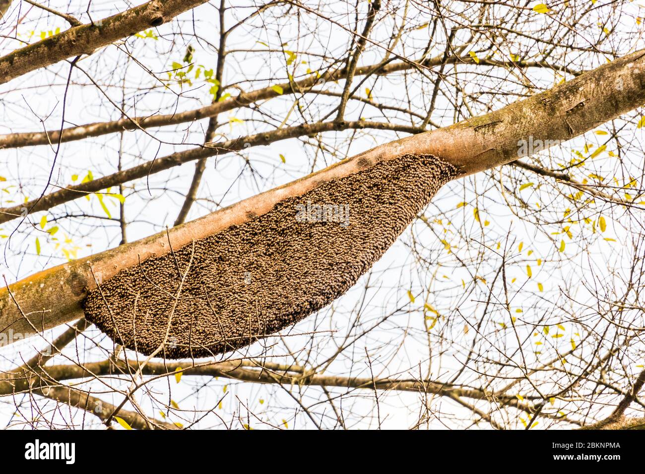 API dorsata nido di api mellifere giganti nei Giardini Botanici Perdana Lake Gardens a Kuala Lumpur, Malesia. Foto Stock