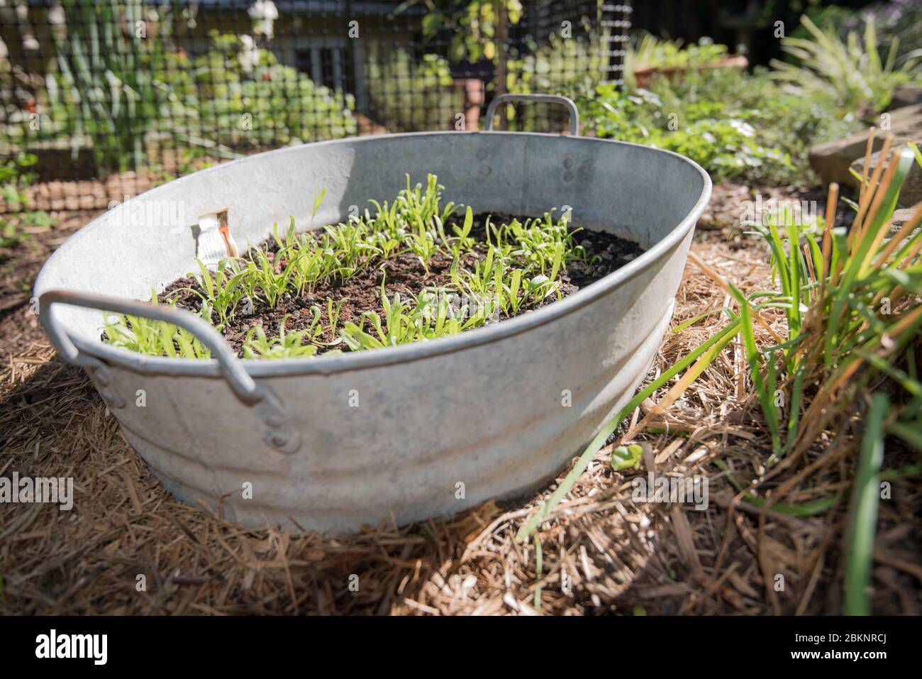 Spinaci Lazio F1 (Spinacia oleracea) piantine in crescita, protette dalle lumache in un bagno di bambino convertito in un tegolo vegetale a Sydney, Australia Foto Stock