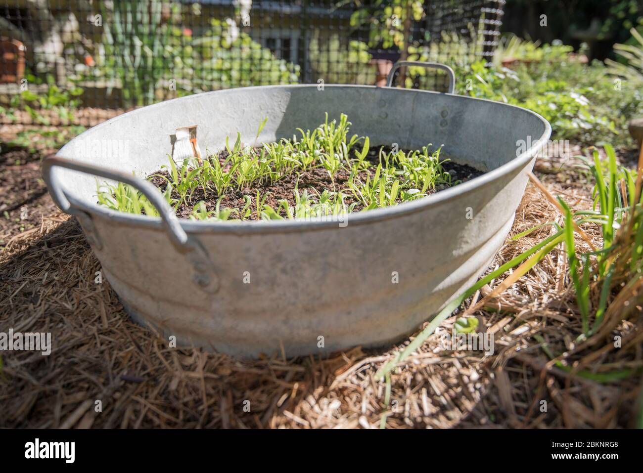 Spinaci Lazio F1 (Spinacia oleracea) piantine in crescita, protette dalle lumache in un bagno di bambino convertito in un tegolo vegetale a Sydney, Australia Foto Stock