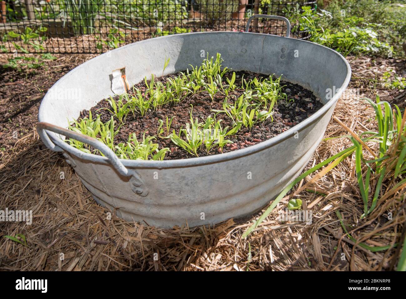 Spinaci Lazio F1 (Spinacia oleracea) piantine in crescita, protette dalle lumache in un bagno di bambino convertito in un tegolo vegetale a Sydney, Australia Foto Stock