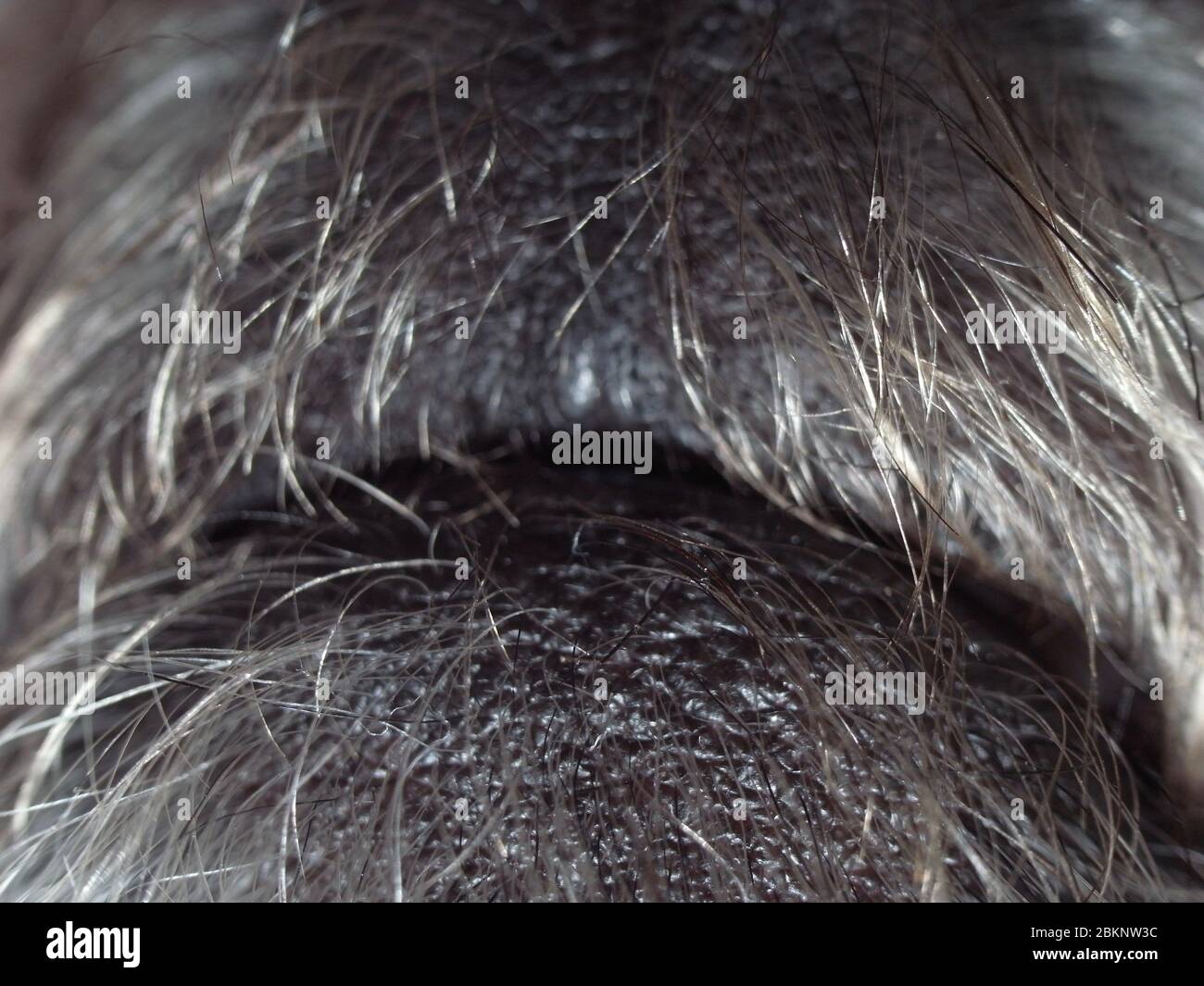 Macro primo piano della bocca grigia del cane peloso Foto Stock