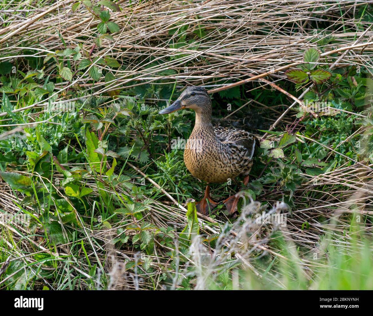 Anatra di mallardo femmina emergente dal nido nascosto, Anas platyrhynchos, Lothian orientale, Scozia, Regno Unito Foto Stock