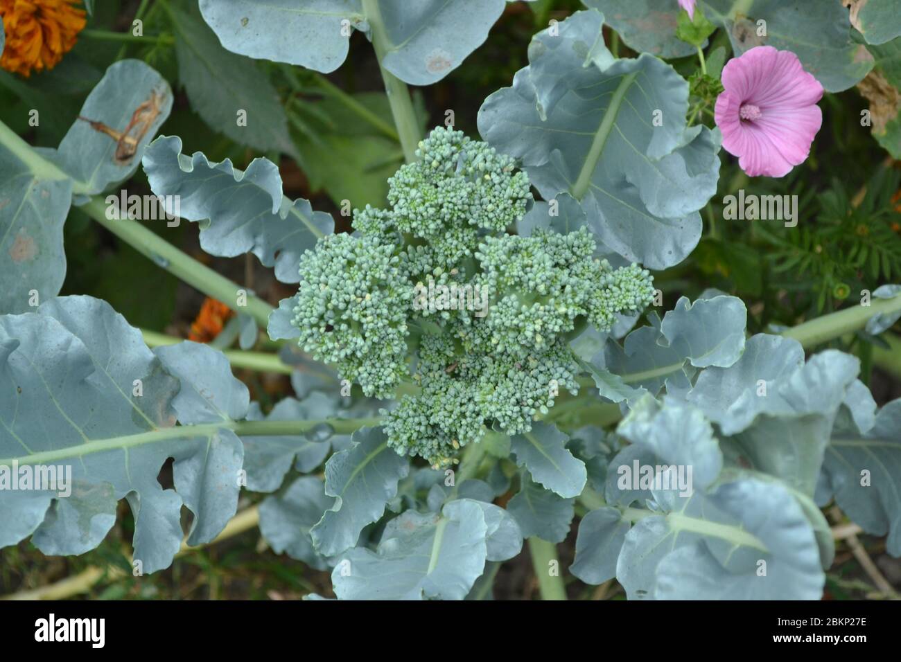 Cavolo di broccoli verde fresco. Cavolo nel giardino. Pianta verde in un ambiente naturale. Nutrizione adeguata Foto Stock