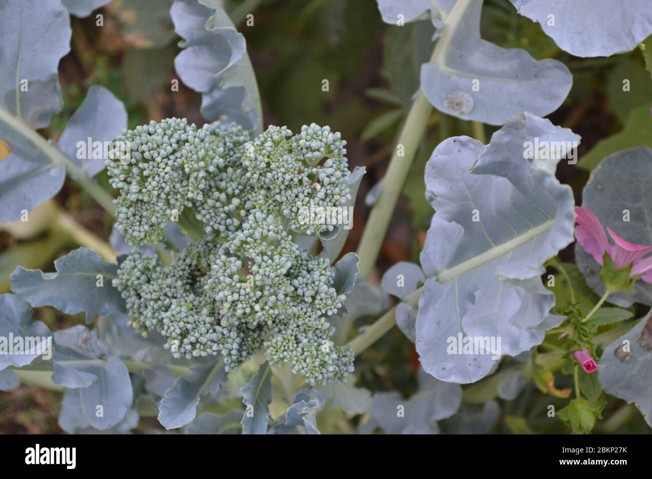 Cavolo di broccoli verde fresco. Cavolo nel giardino. Pianta verde in un ambiente naturale. Nutrizione adeguata, alimento sano. Infiammanze gialle Foto Stock