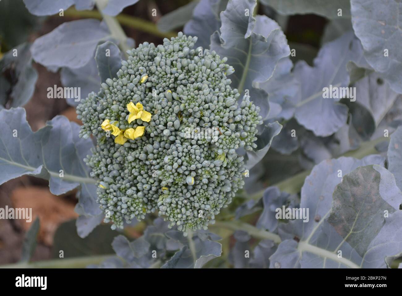 Cavolo di broccoli verde fresco. Cavolo nel giardino. Pianta verde in un ambiente naturale. Nutrizione adeguata. Infiammanze gialle Foto Stock