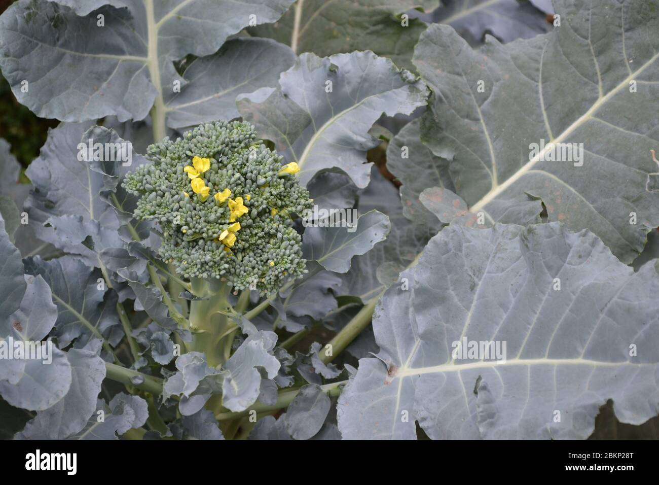 Cavolo di broccoli verde fresco. Cavolo nel giardino. Pianta verde in un ambiente naturale. Infiammanze gialle Foto Stock
