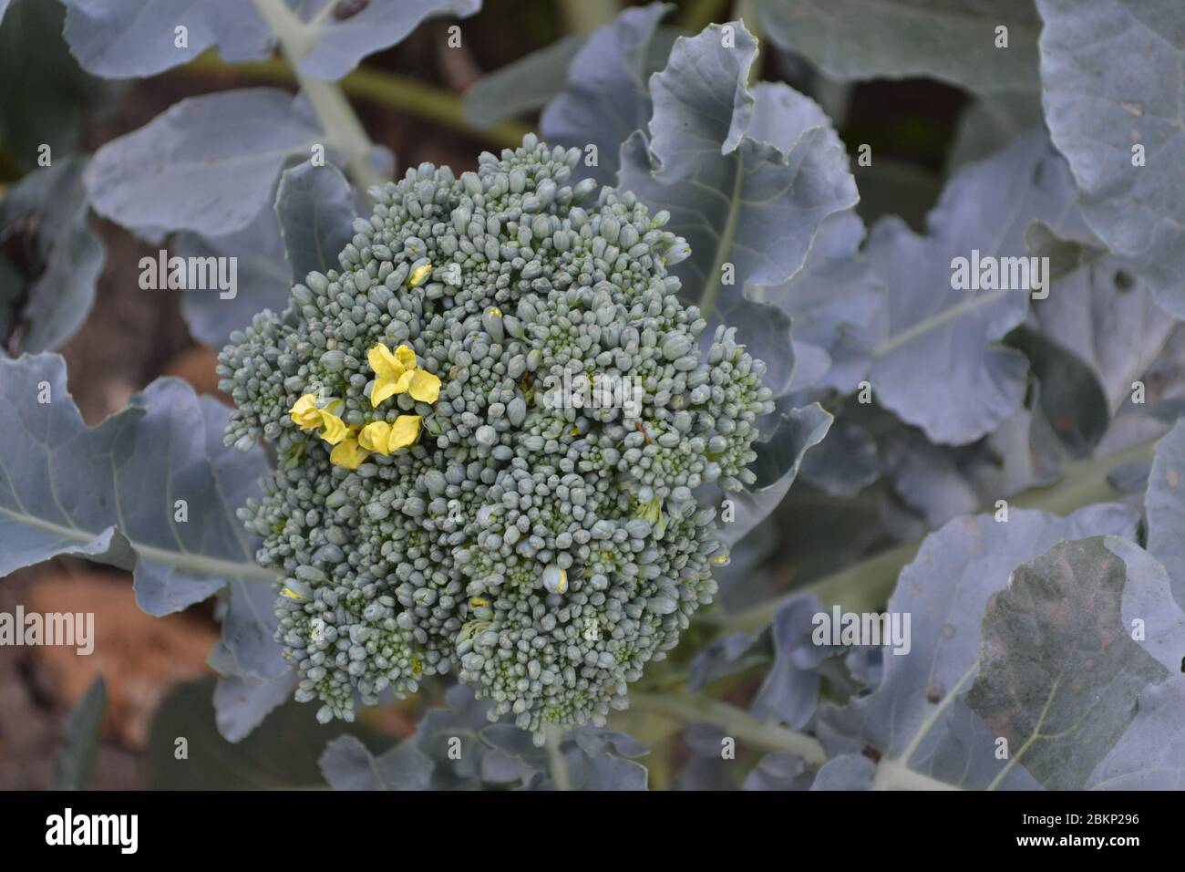 Cavolo di broccoli verde fresco. Cavolo nel giardino. Pianta verde in un ambiente naturale. Nutrizione adeguata, sana. Infiammanze gialle Foto Stock