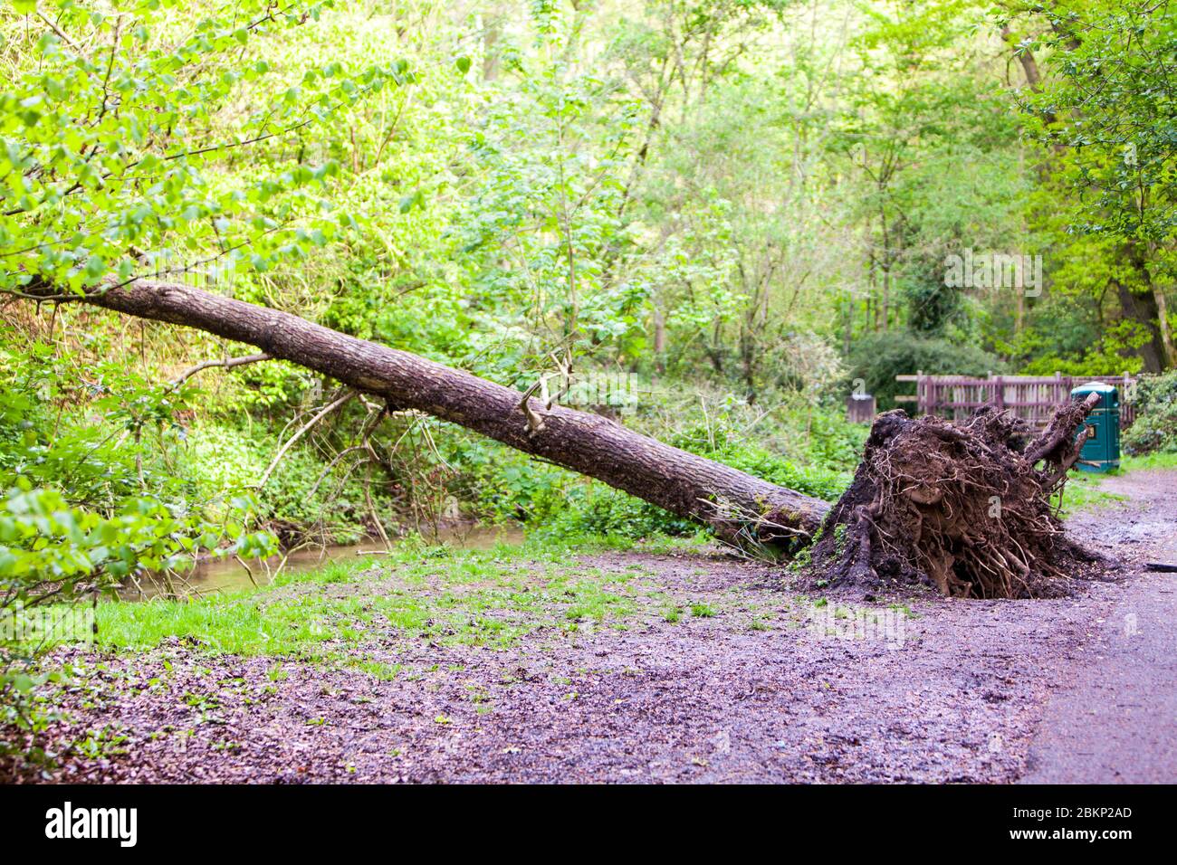 Radici di albero caduto, albero caduto, albero sradicato, albero sradicato, albero, albero sopra fiume, tronco di albero, radici esposte, attraversamento di fiume naturale, forza della natura, Foto Stock