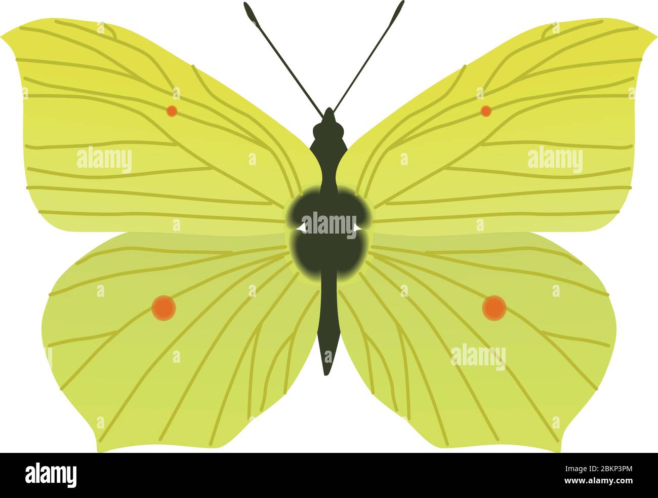 brimstone farfalla mortale insetto piuttosto giallo dainty Illustrazione Vettoriale