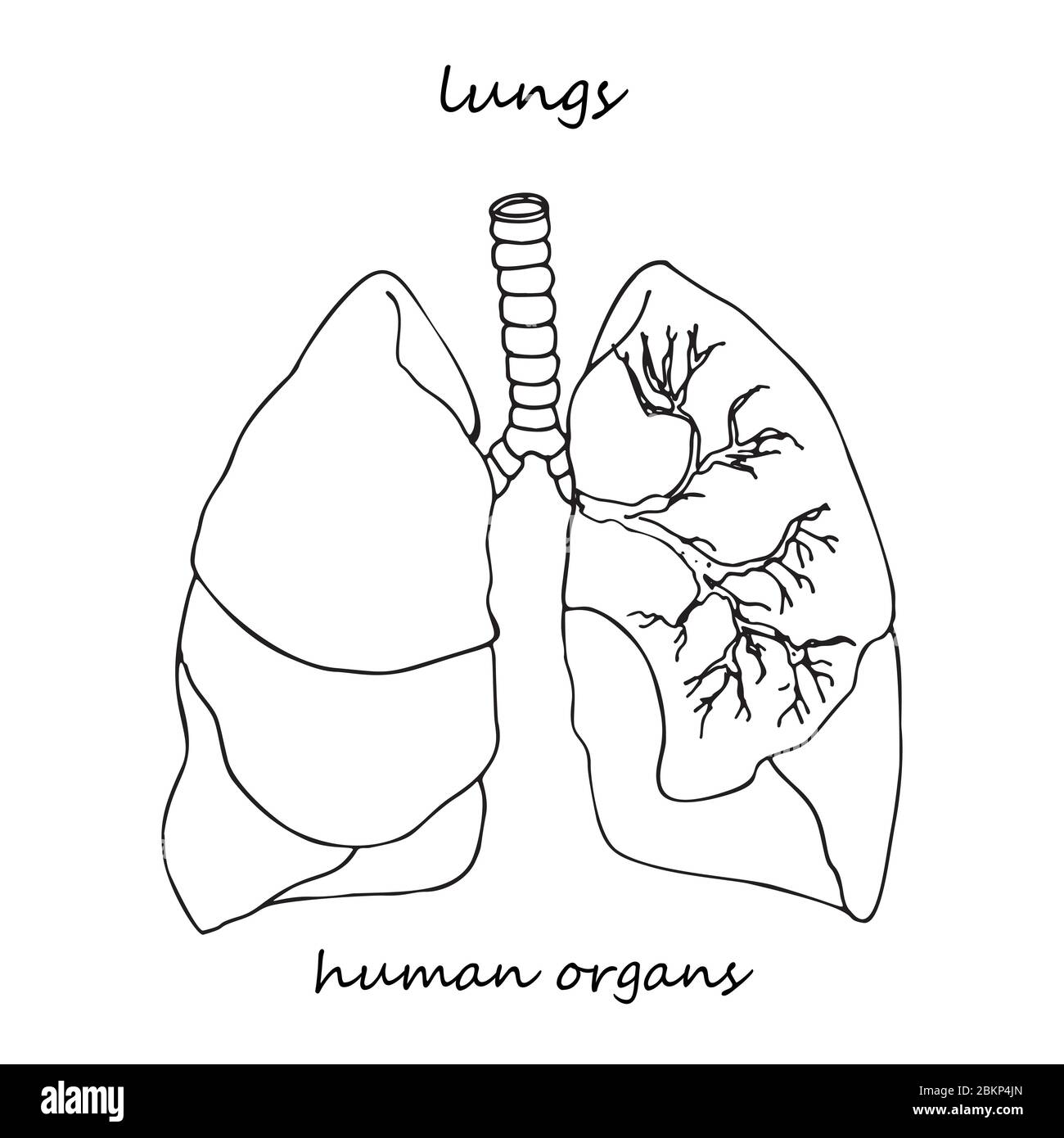 Polmoni. Icona realistica disegnata a mano degli organi interni umani. Stile di schizzo della linea. Progettazione per i vostri progetti medici post riabilitazione virale Illustrazione Vettoriale