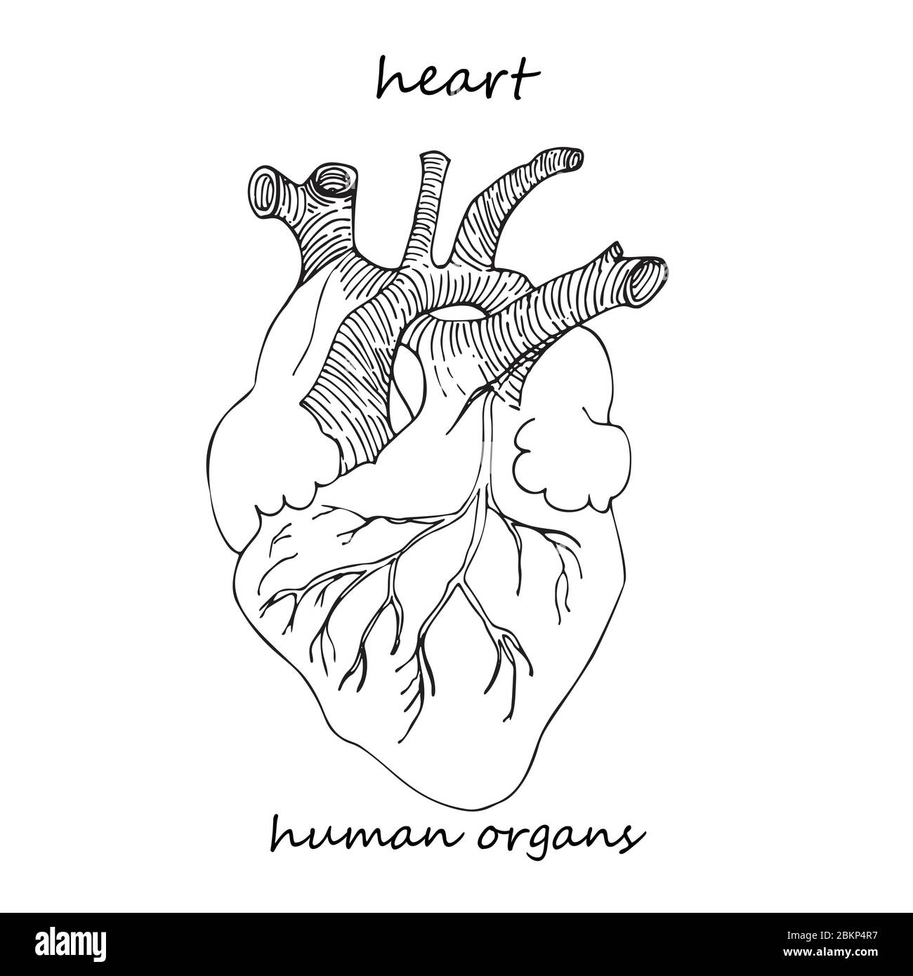 Cuore. Icona realistica disegnata a mano degli organi interni umani. Stile di schizzo della linea. Progettazione per i vostri progetti medici post riabilitazione virale Illustrazione Vettoriale