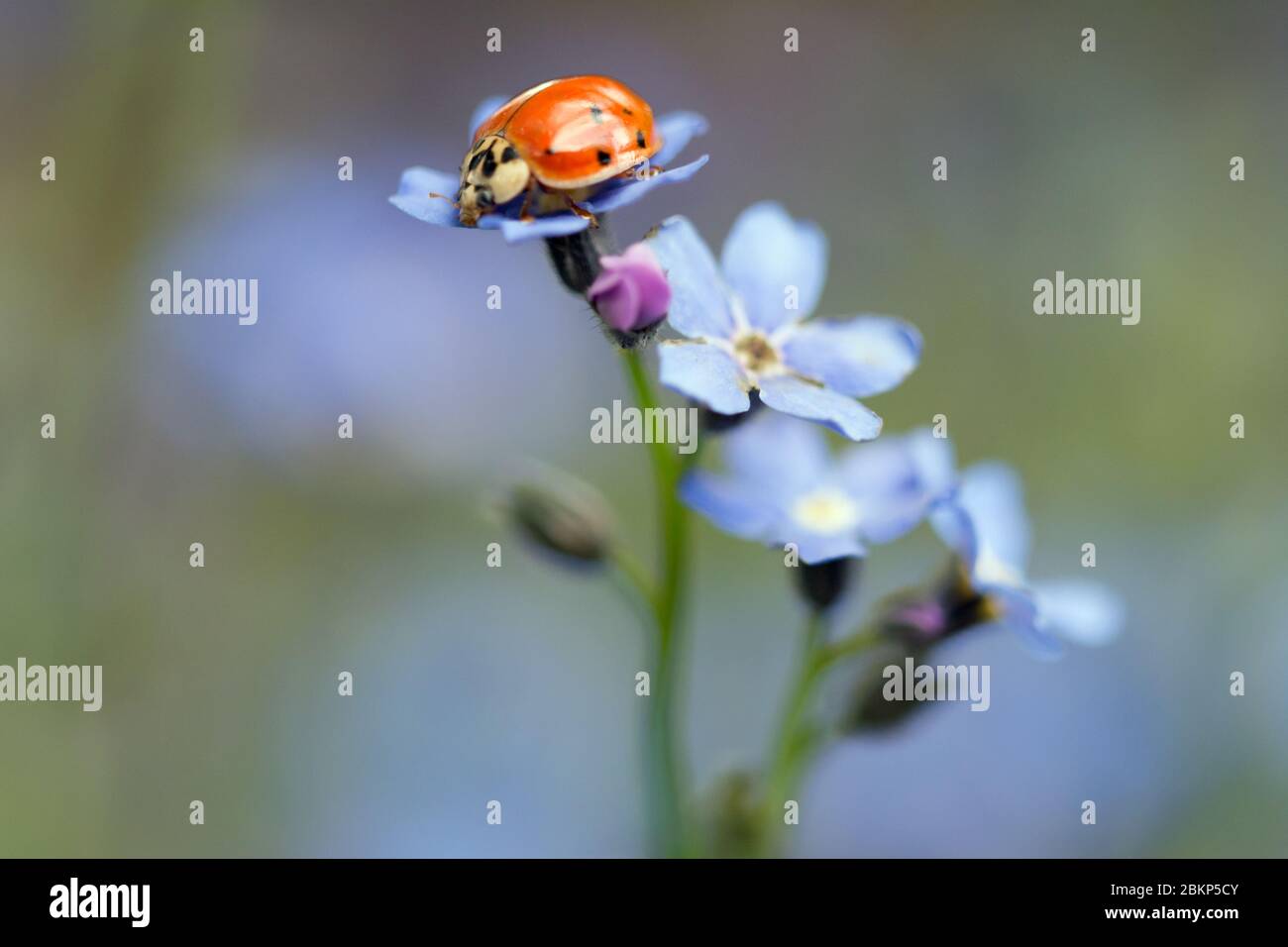 Ladybug su un fiore dimenticato-me-non Foto Stock