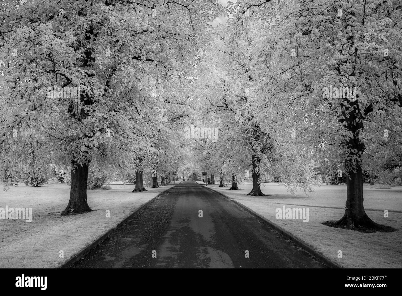 Viale degli alberi di lime in primavera con trattamento a infrarossi Foto Stock