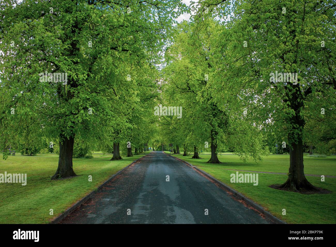 Viale degli alberi di lime in primavera Foto Stock