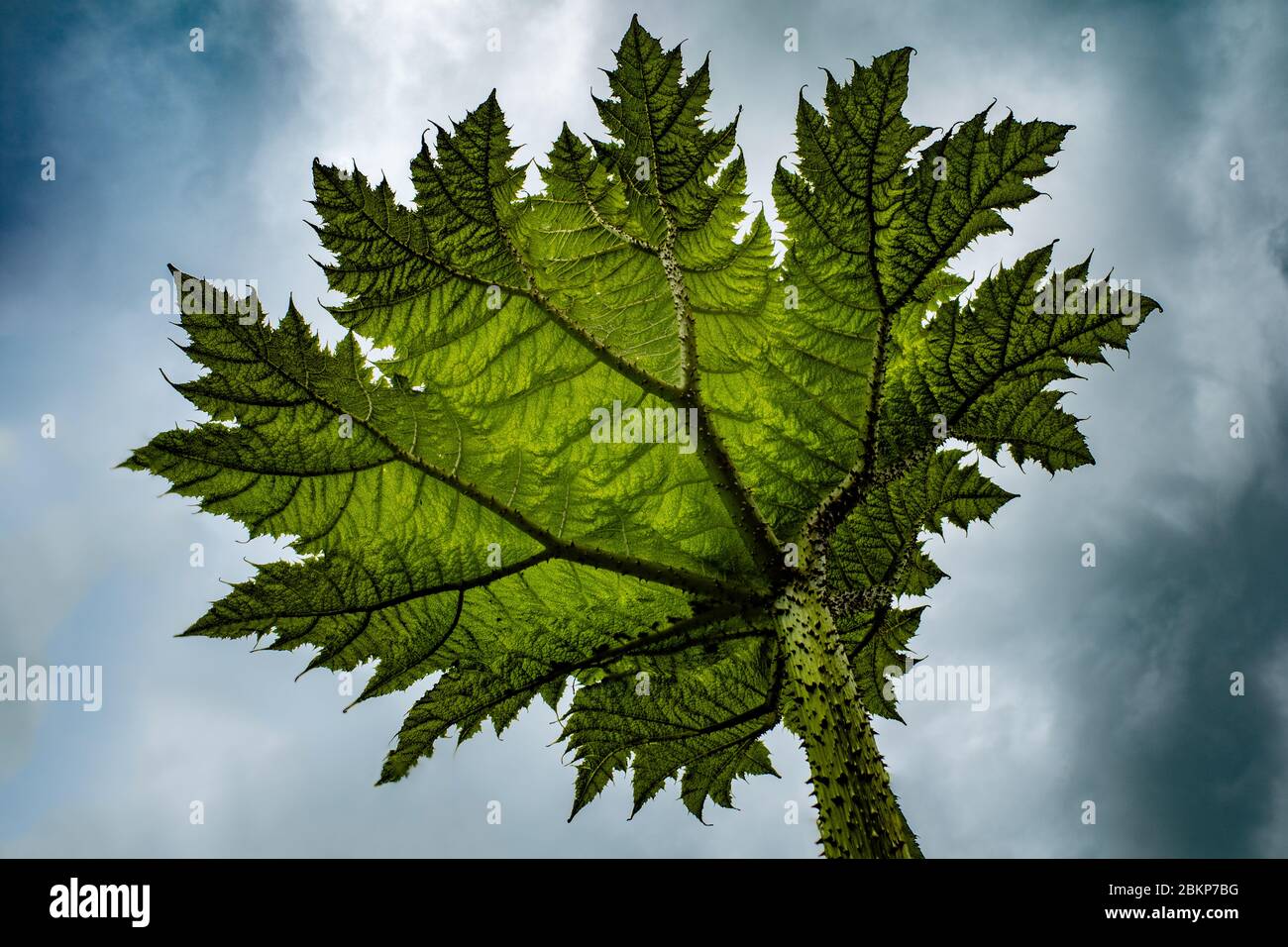 Pianta gigante-rabarbarbaro brasiliano contro un cielo scuro Foto Stock