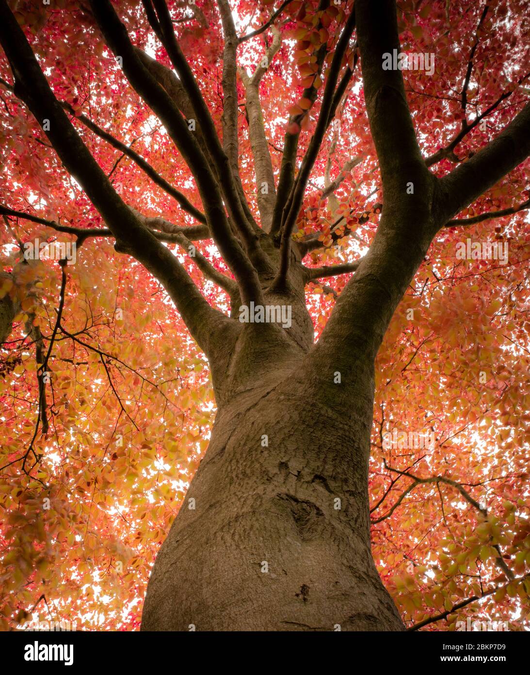 Faggio in rame in primavera. Tronco, rami e foglie Foto Stock