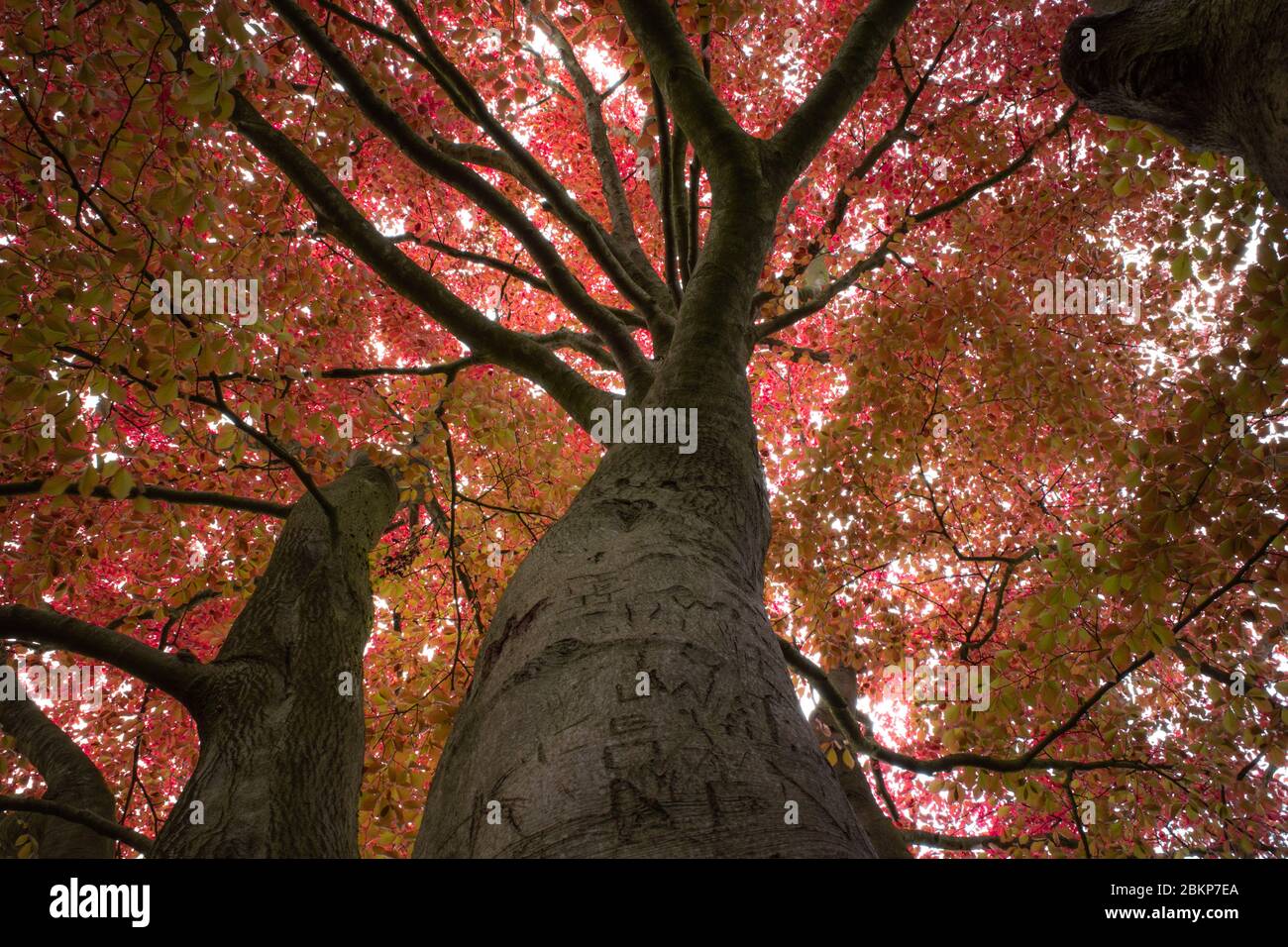 Faggio in rame in primavera. Tronco, rami e foglie Foto Stock