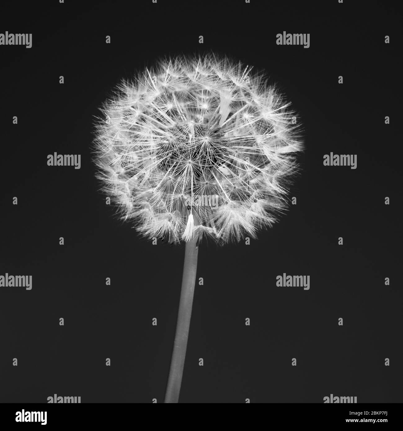 Orologio di dente di leone su sfondo scuro. Bianco e nero Foto Stock