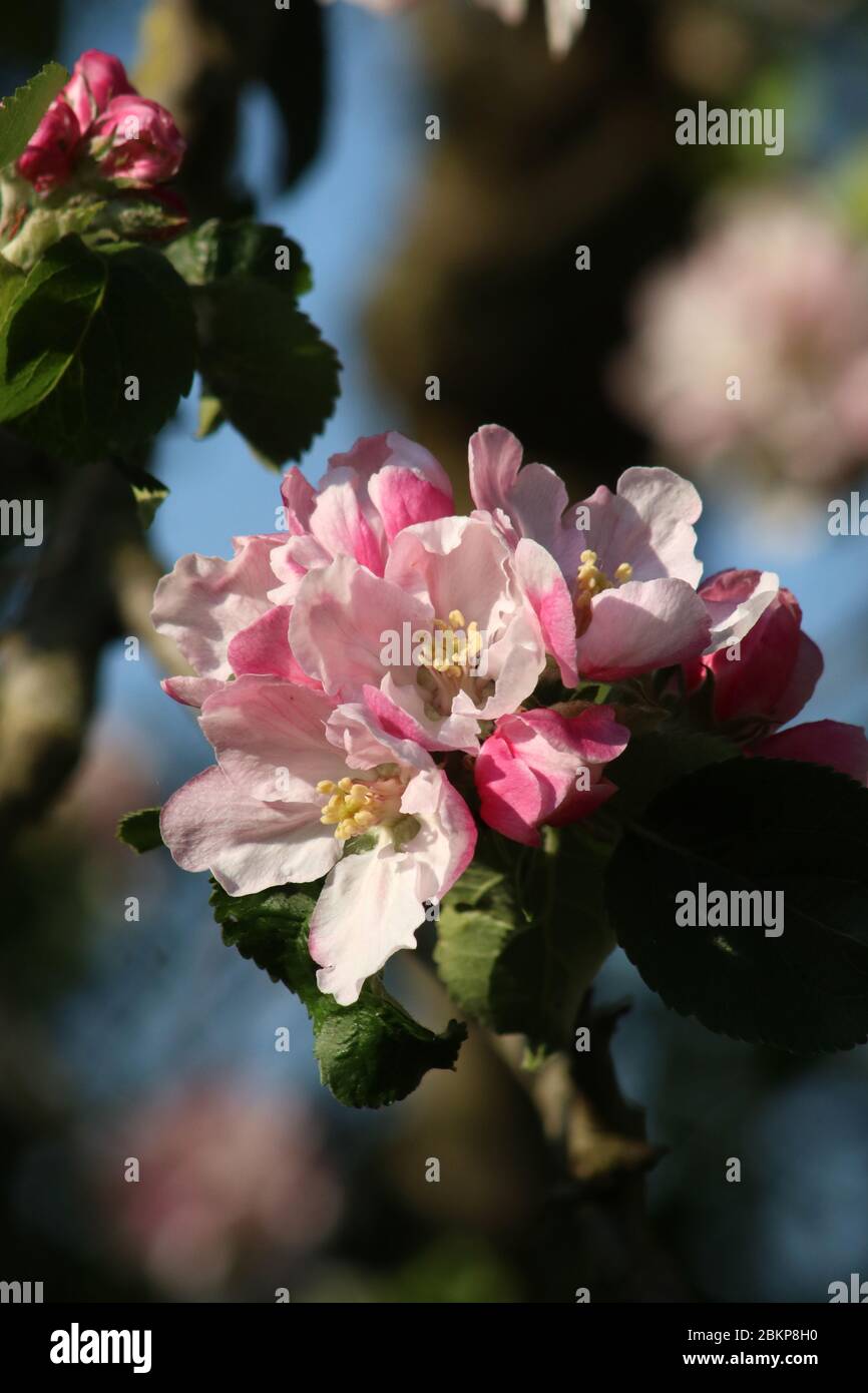 Primo piano di fiori rosa e rosso e foglie verdi su un piccolo ramo di un albero di Mela Bramley, malus domestica, in un giardino alla luce del sole in una giornata primaverile. Foto Stock