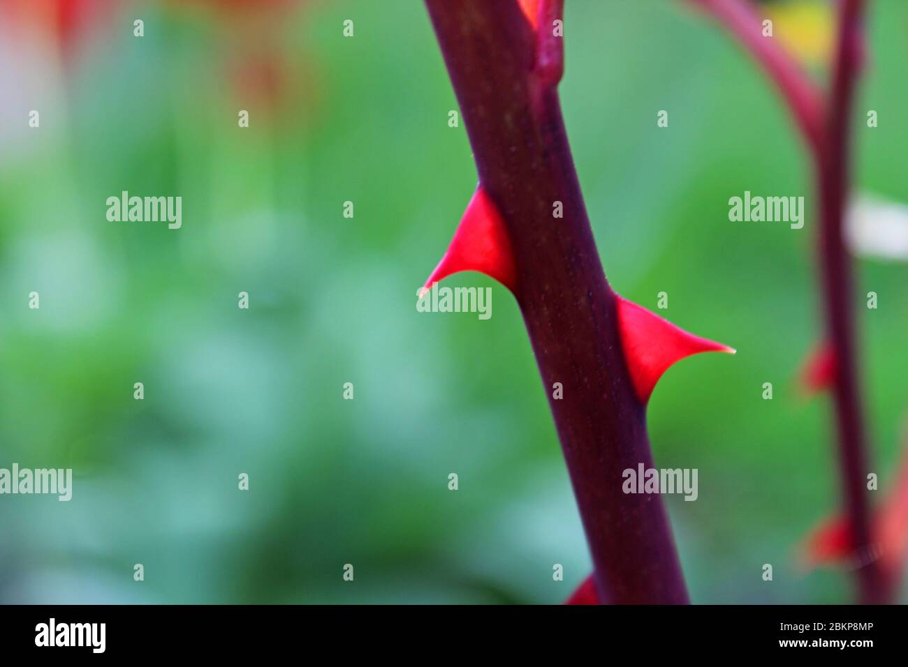 Spina con gambo di rosa Foto Stock