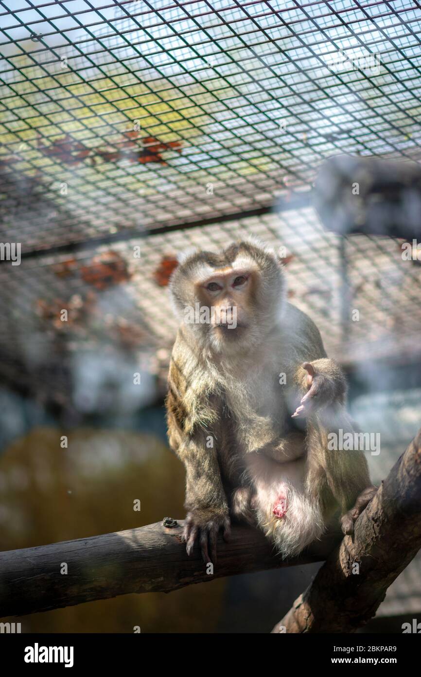 Scimmia macaque in una gabbia allo Zoo di Pechino, Cina Foto Stock