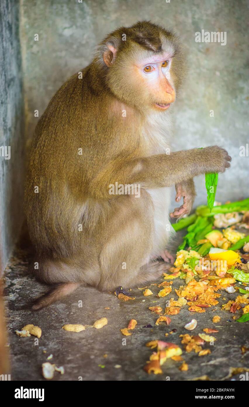 Macachi scimmie mangiare allo Zoo di Pechino, Cina Foto Stock