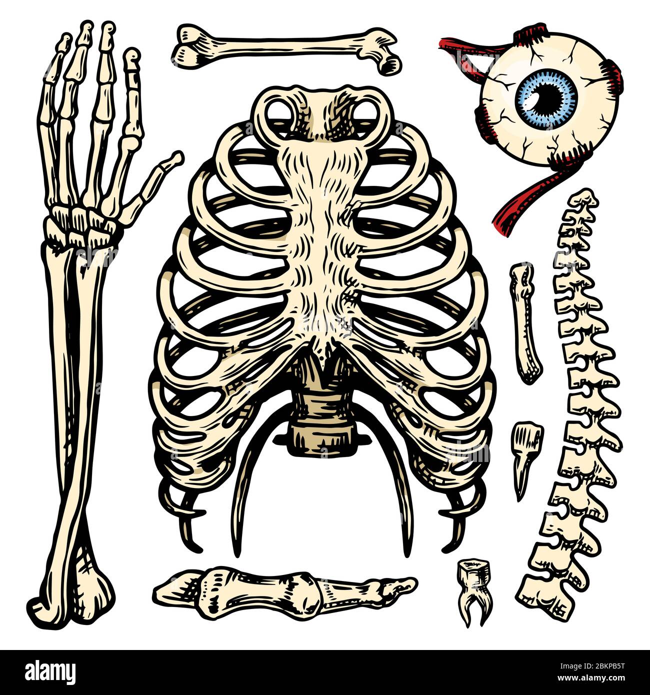 Gabbia toracica, braccio e occhio e colonna vertebrale, Anatomia delle ossa umane set. Corpo e torace e bacino, arto e femore. Illustrazione di biologia impressa a mano Illustrazione Vettoriale