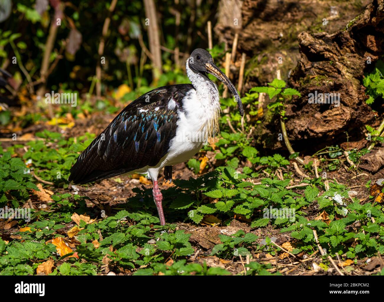 La paglia di colli, Ibis Threskiornis spinicollis è un uccello di ibis e la spatola famiglia Threskiornithidae. Foto Stock