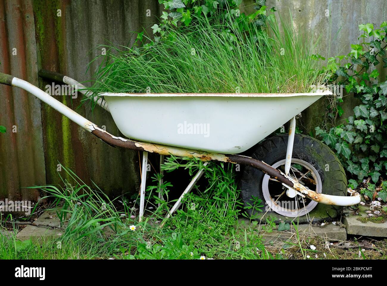 carriola dipinta di bianco in giardino, norfolk, inghilterra Foto Stock