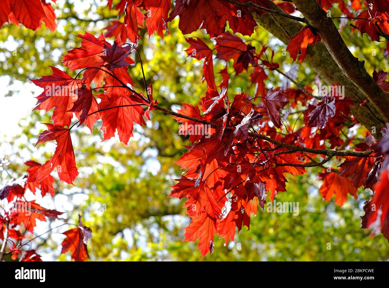 acero di norvegia, re cremisi albero di lievito rosso, norfolk, inghilterra Foto Stock