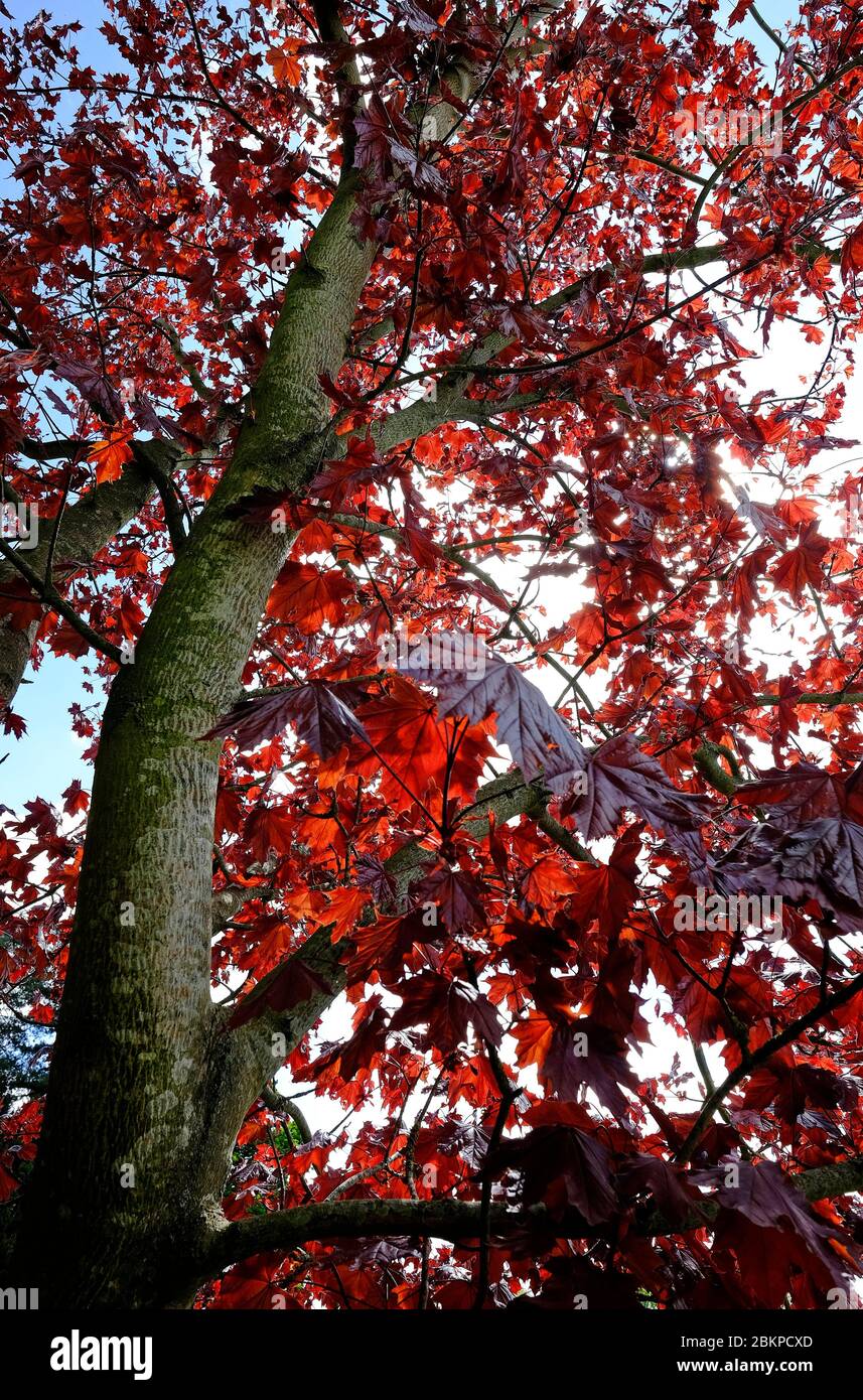 acero di norvegia, re cremisi albero di lievito rosso, norfolk, inghilterra Foto Stock