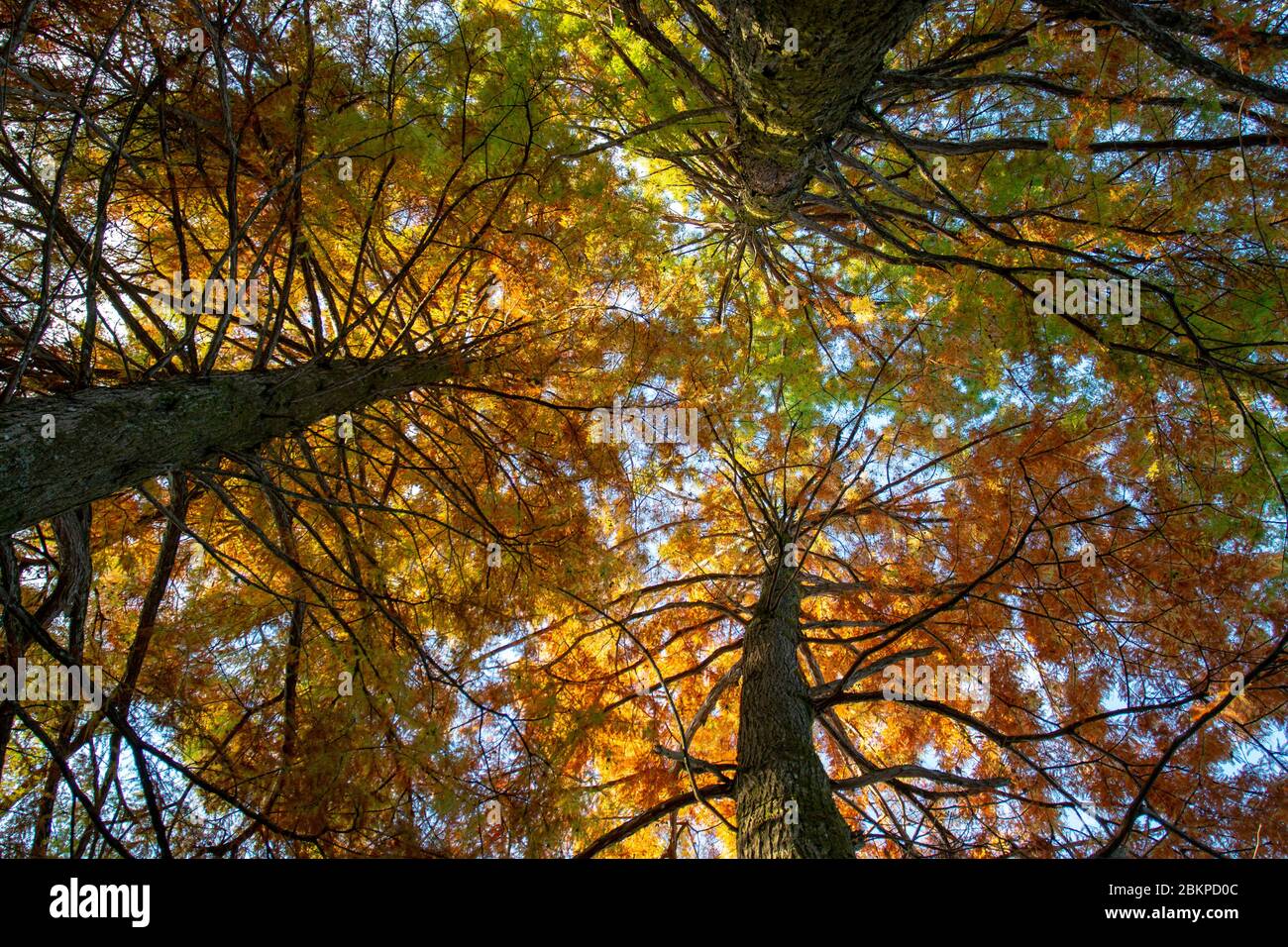 Vista dal basso di alti alberi vecchi nella foresta all'inizio dell'autunno. Foto Stock
