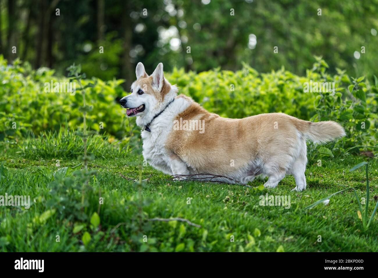 Corgi Dog Foto Stock