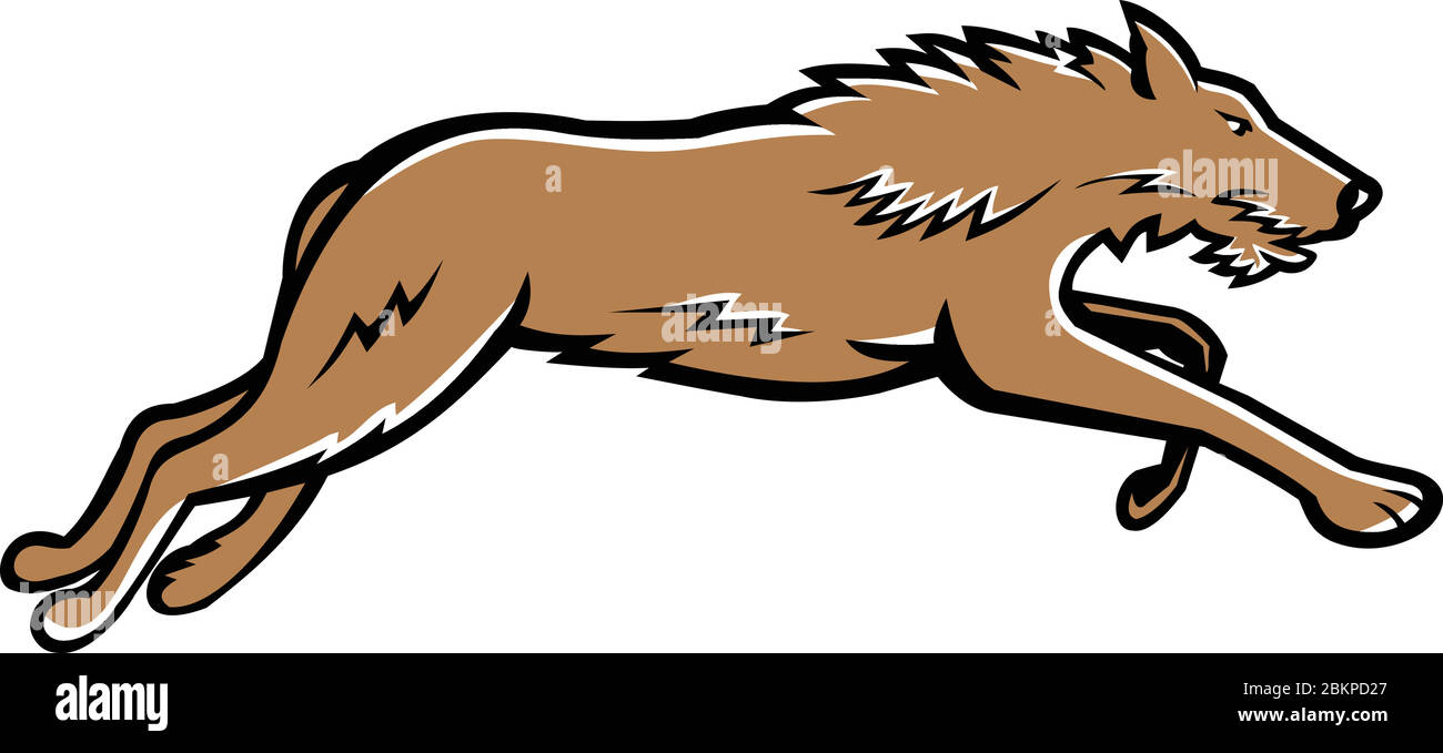 Illustrazione dell'icona della mascotte sportiva di Deerhound scozzese o del Deerhound, una grande razza di tumulo allevato per la caccia di cervi rossi che corrono su backgroun isolato Illustrazione Vettoriale