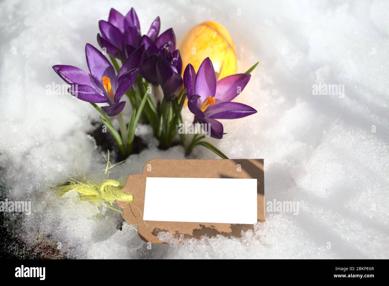 La foto mostra un croco e un uovo di asterischi nella neve Foto Stock