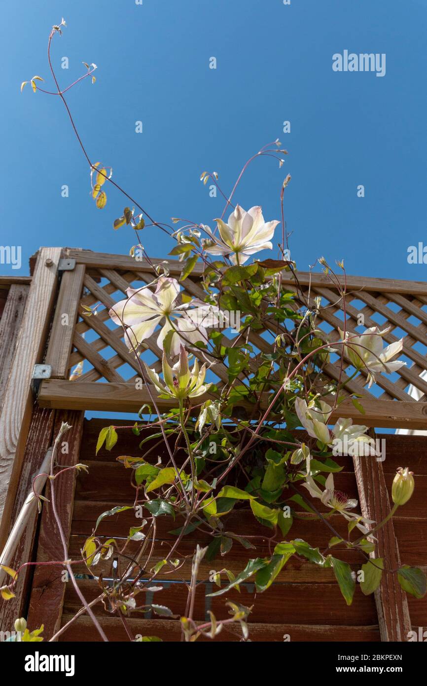 una vista ravvicinata di un bel fiore bianco aperto appeso a una vite Foto Stock