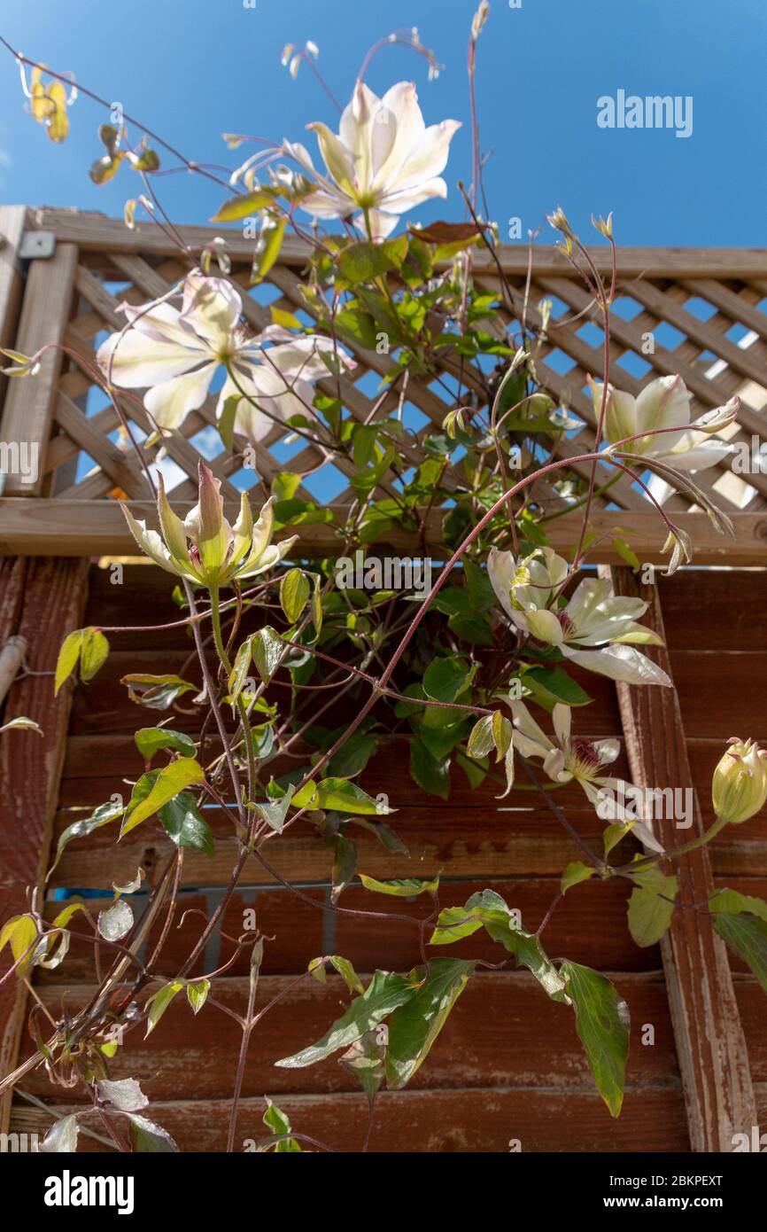 una vista ravvicinata di un bel fiore bianco aperto appeso a una vite Foto Stock