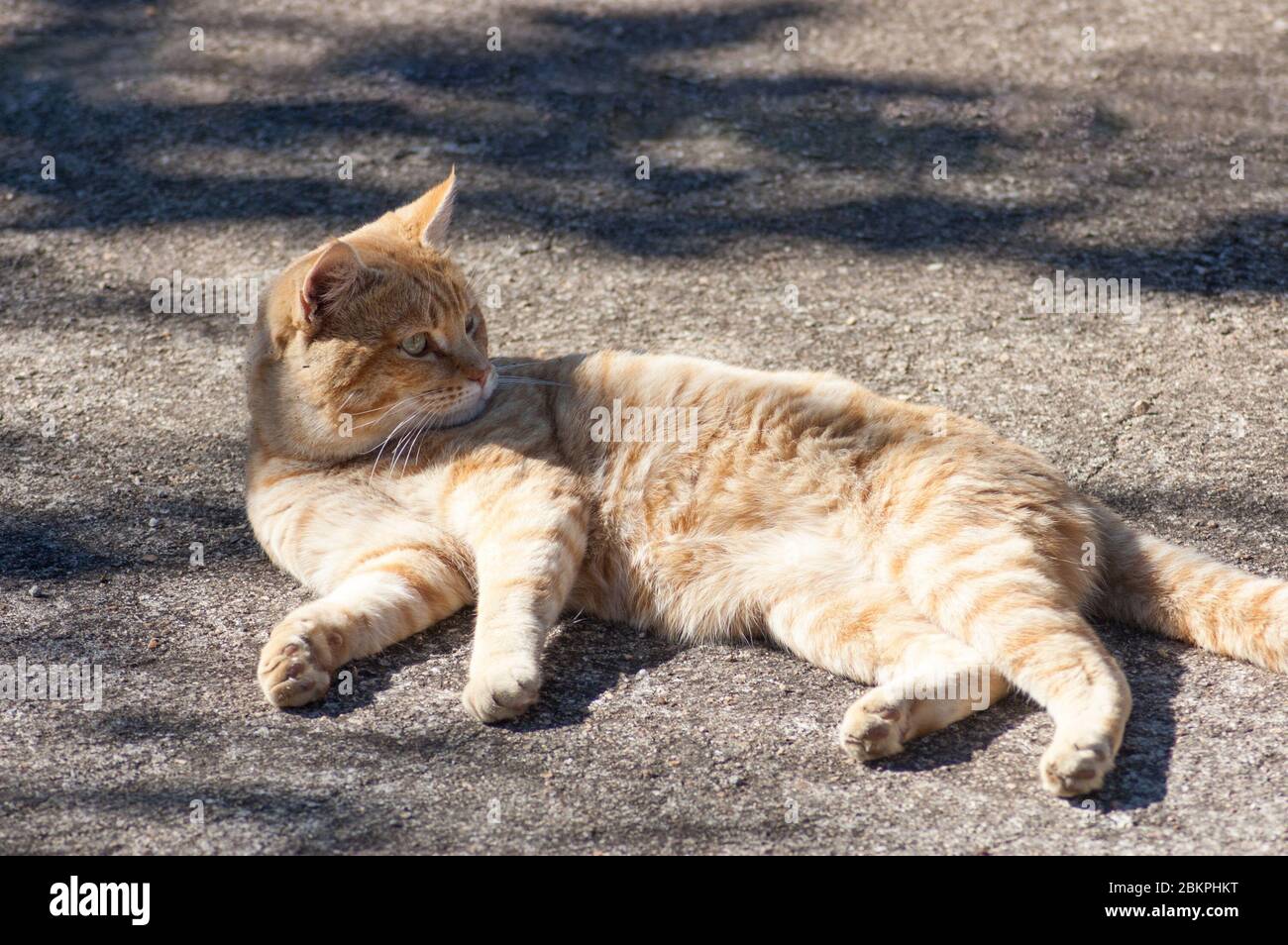 Un maestoso gatto degli animali da compagnia sta fissando qualcosa in lontananza. Foto Stock