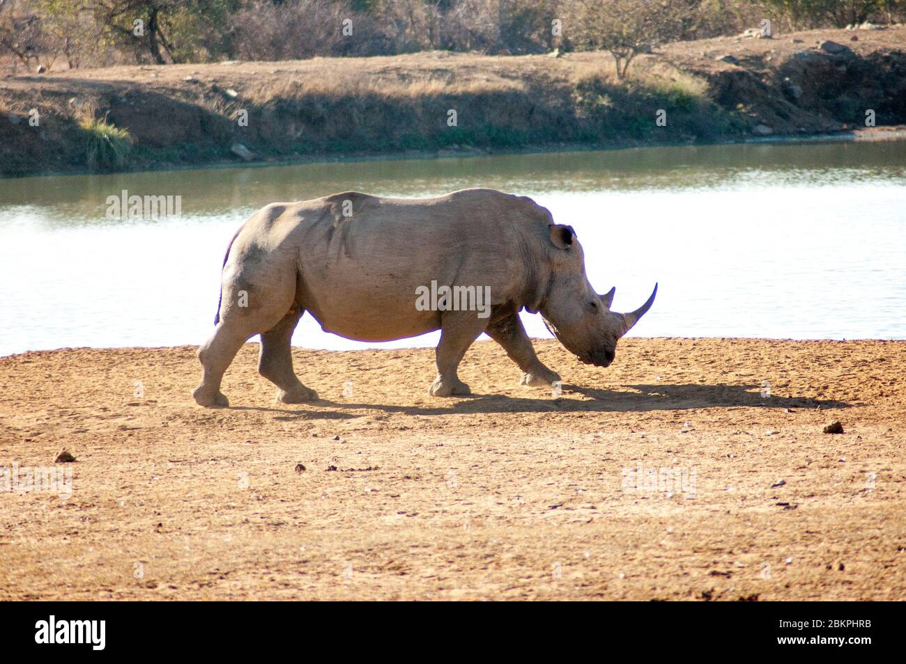 Rinoceronte selvatiche nella Riserva di caccia del Sud Africa Foto Stock