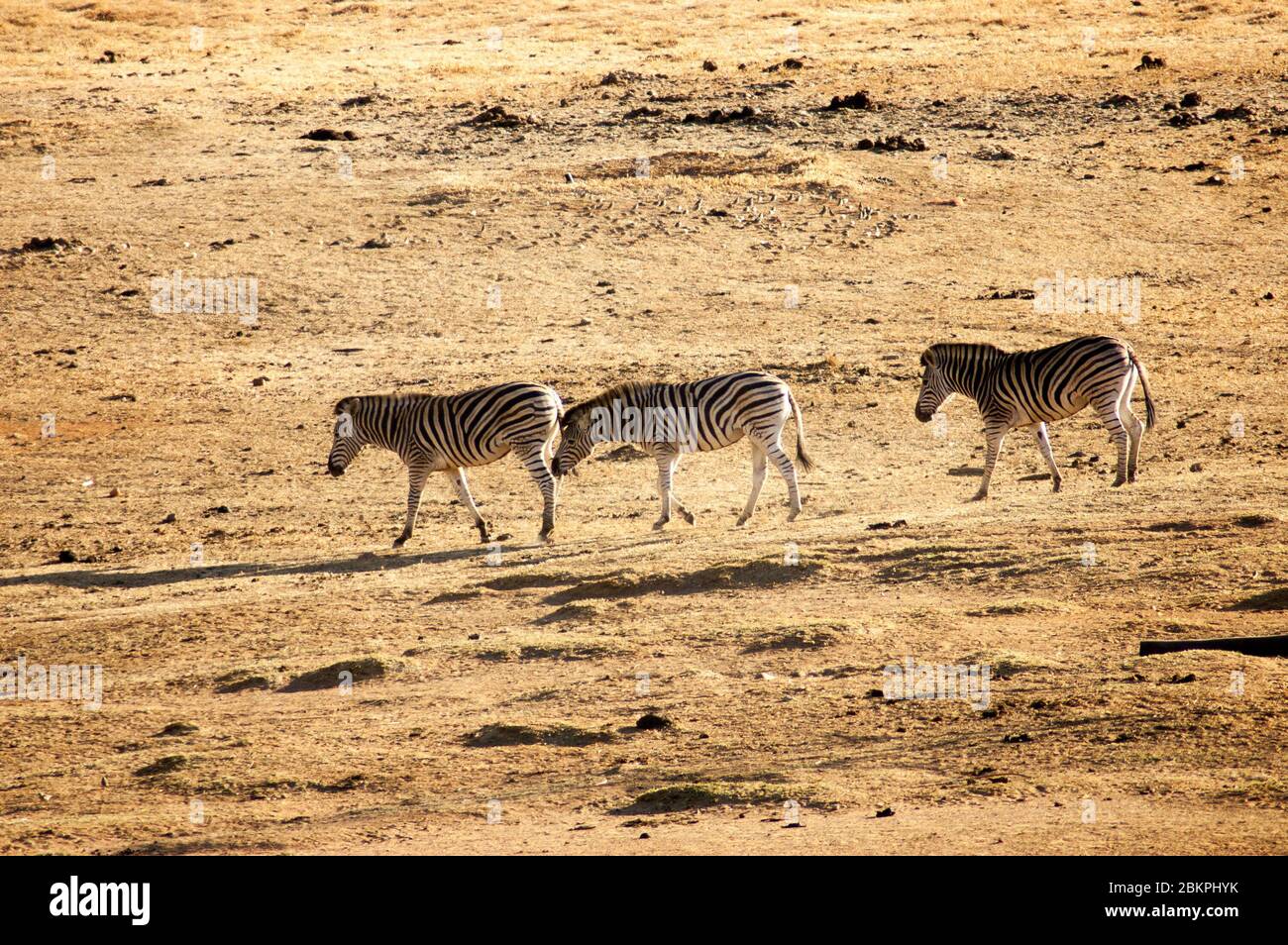 Un gruppo di zebre nella Riserva di gioco del Sudafrica Foto Stock