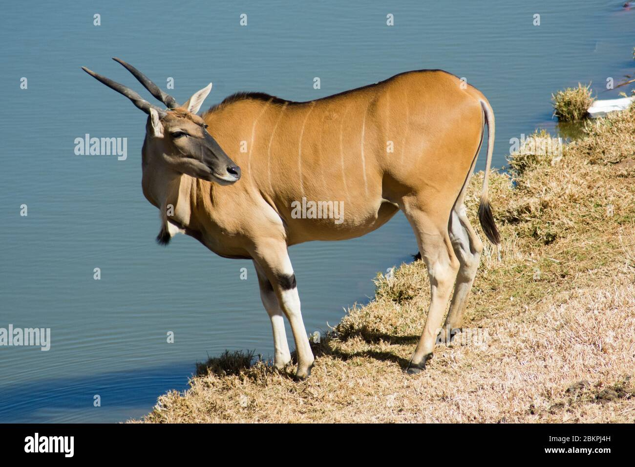Un'Eland comune selvaggia (o Antelope) in una riserva di selvaggina sudafricana o un parco safari Foto Stock