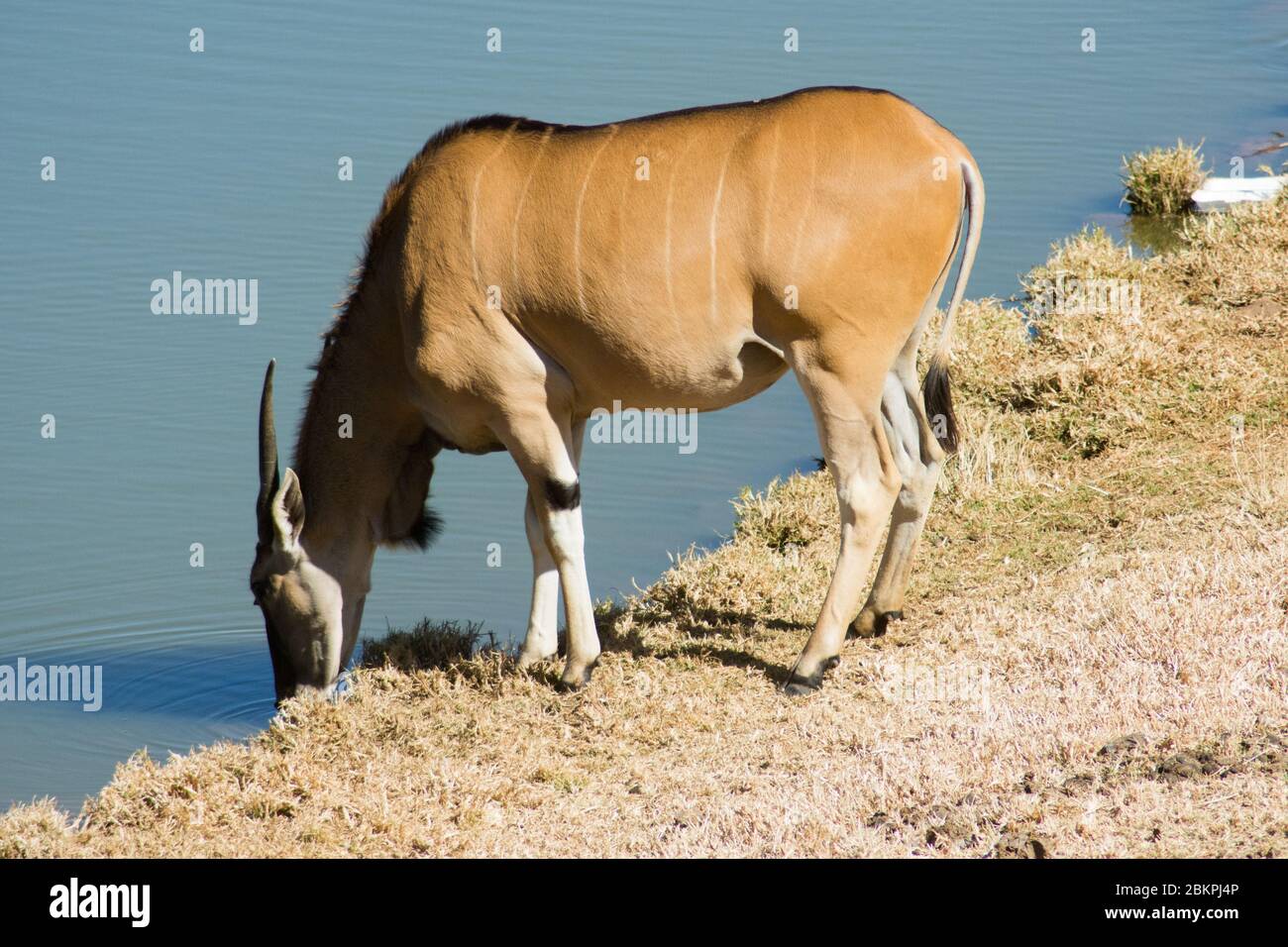 Un'Eland comune selvaggia (o Antelope) acqua potabile in un Safari Park, Riserva di gioco Foto Stock