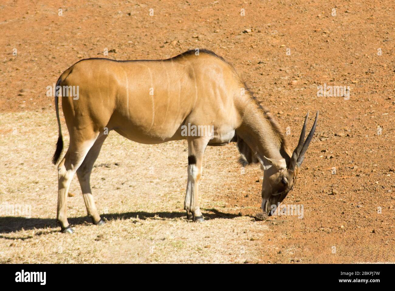 Un'Eland comune selvaggia (o Antelope) in una riserva di selvaggina sudafricana o un parco safari Foto Stock