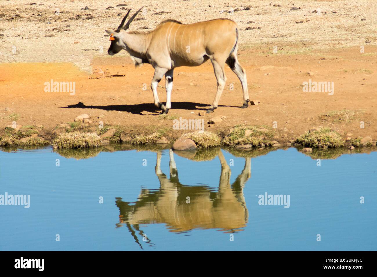Un'Eland comune selvaggia (o Antelope) in una riserva di selvaggina sudafricana o un parco safari. La riflessione nell'acqua ha aggiunto una dimensione extr a questa immagine. Foto Stock