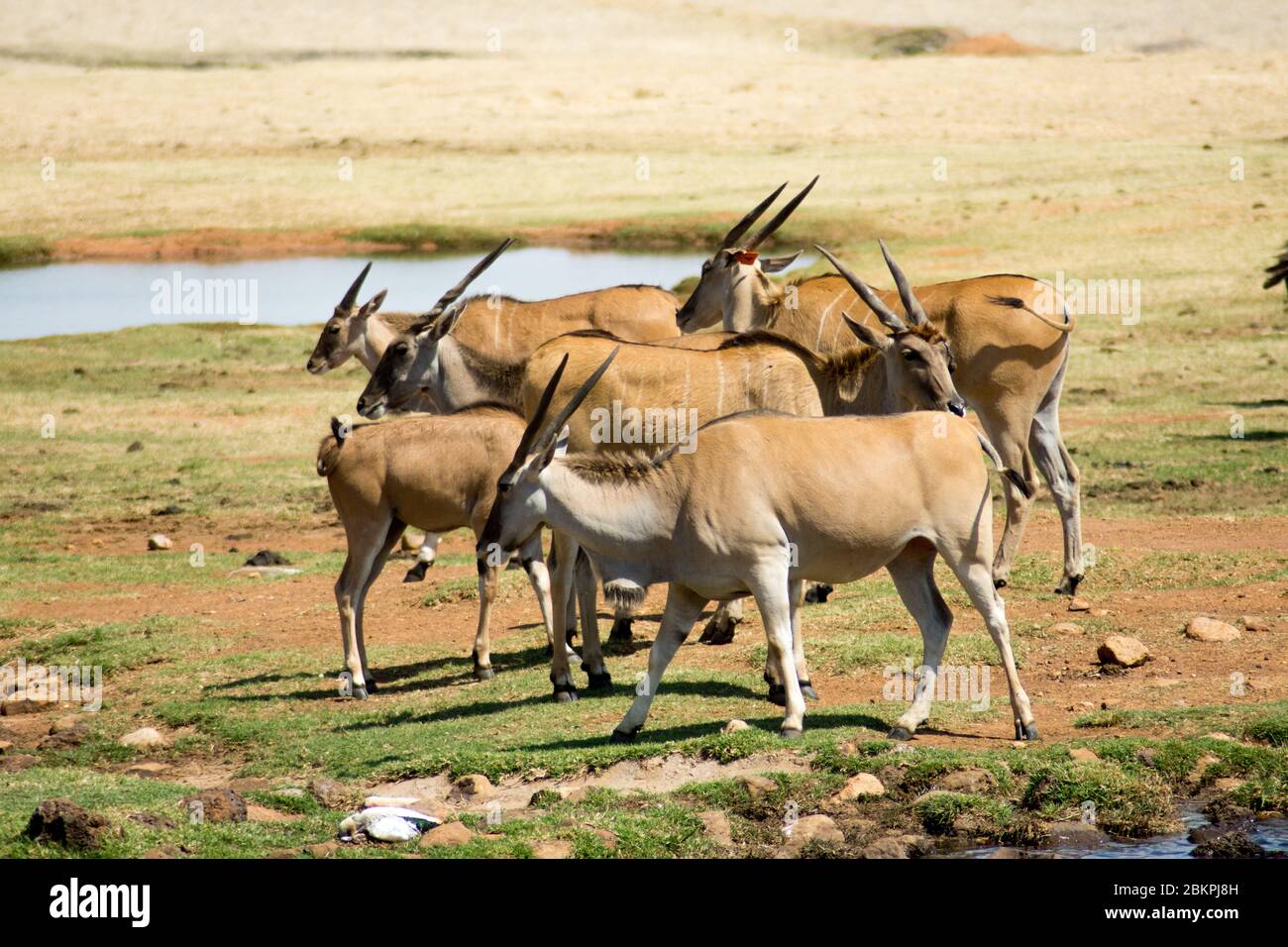 Un gruppo di selvatiche Eland comune (o Antelope) in un Parco Safari Sud Africano Foto Stock